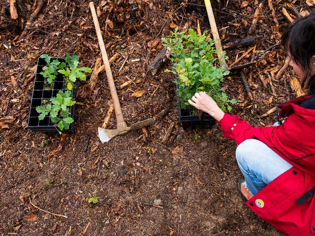 Edition 2019 Chaque automne, les parents domiciliés à Lausanne dont l’enfant est né l’année précédente sont invités à venir planter...