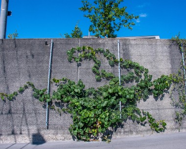Vegetalisation_verticale_avenue_Morges Avenue de Morges (sous le parc de la Brouette).
