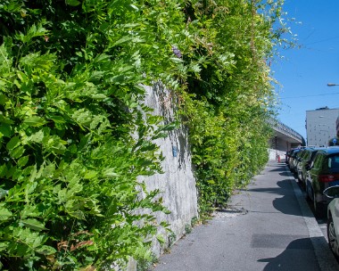 Vegetalisation_verticale_chemin_Clochetons-2 Chemin des Clochetons