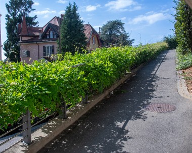 Vegetalisation_verticale_chemin_Clochetons.1 Barrière du cheminement piéton entre avenue d’Echallens et chemin des Clochetons.