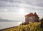 © Francesca Palazzi : Burignon, st-saphorin, vigne, ville de lausanne, vin