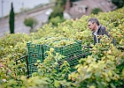 © Francesca Palazzi : Burignon, st-saphorin, vigne, ville de lausanne, vin