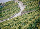 © Francesca Palazzi : Burignon, st-saphorin, vigne, ville de lausanne, vin