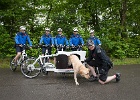 Chiens passifs