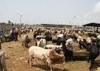 marche-aux-bovins-08.JPG